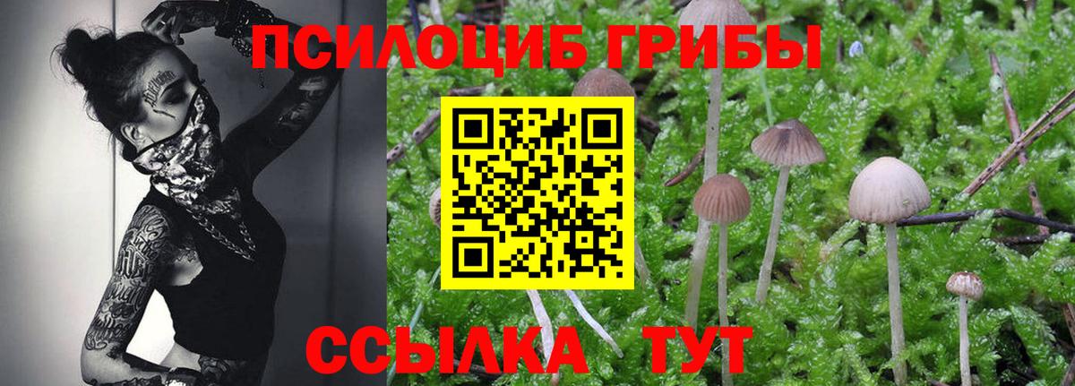 Галлюциногенные грибы Psilocybine cubensis Камень-на-Оби
